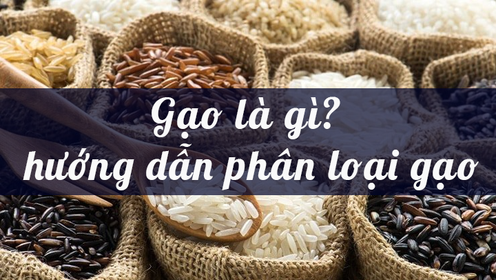 Gạo là gì? hướng dẫn phân loại gạo